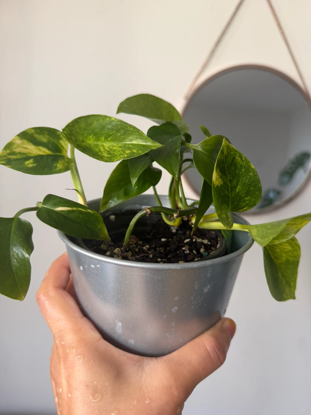 Pothos Plant - photo 2