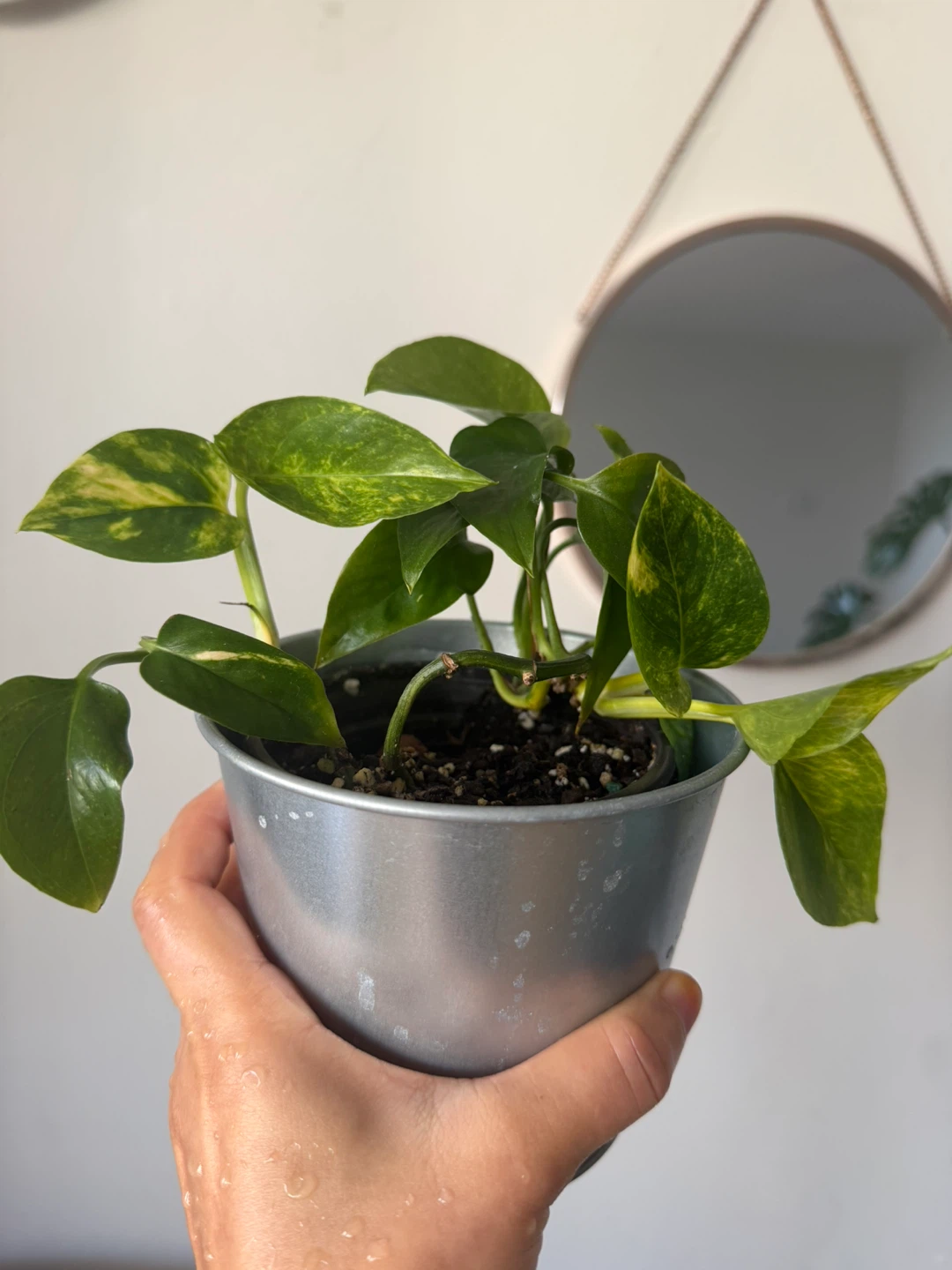 Pothos Plant - photo 3