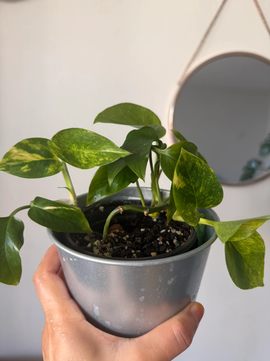 Pothos Plant - photo 4