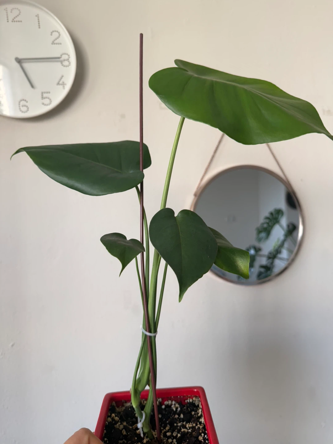 Monstera Plant in Red Pot