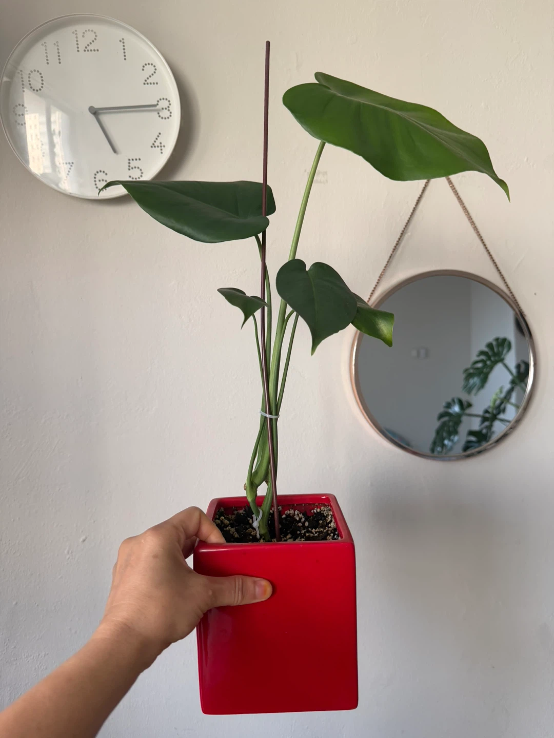 Monstera Plant in Red Pot - photo 2