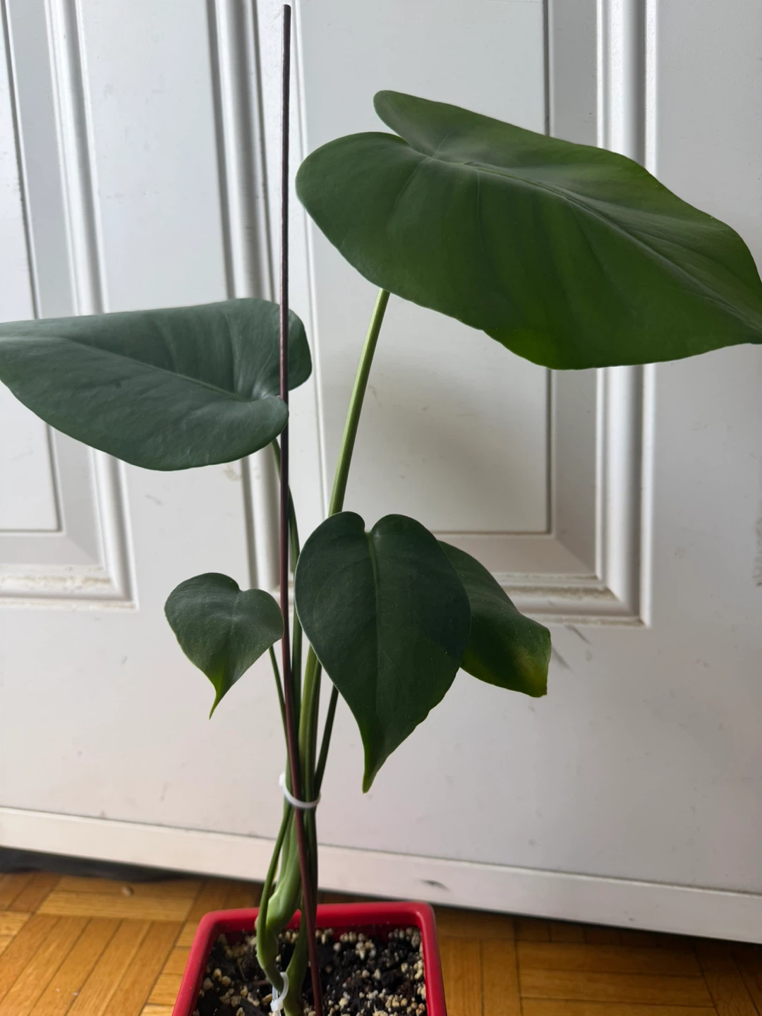 Monstera Plant in Red Pot - photo 3