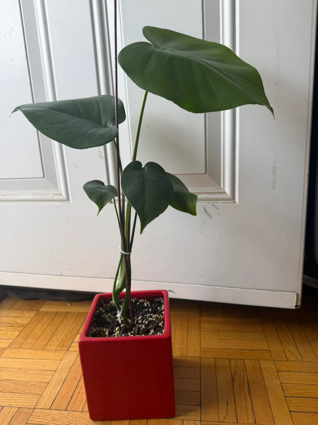 Monstera Plant in Red Pot - photo 4
