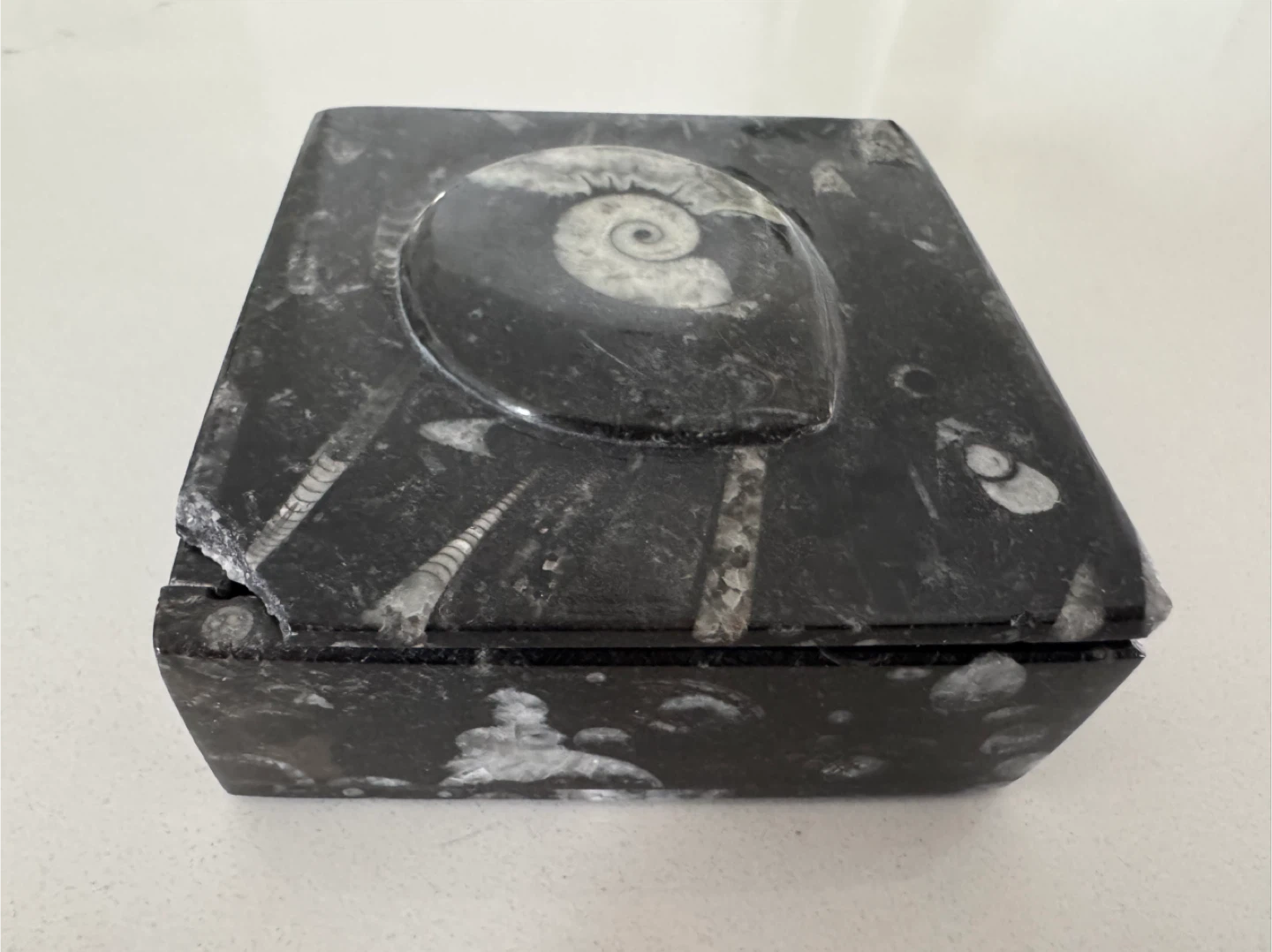 Specimen Moroccan Fossils Trinket Box