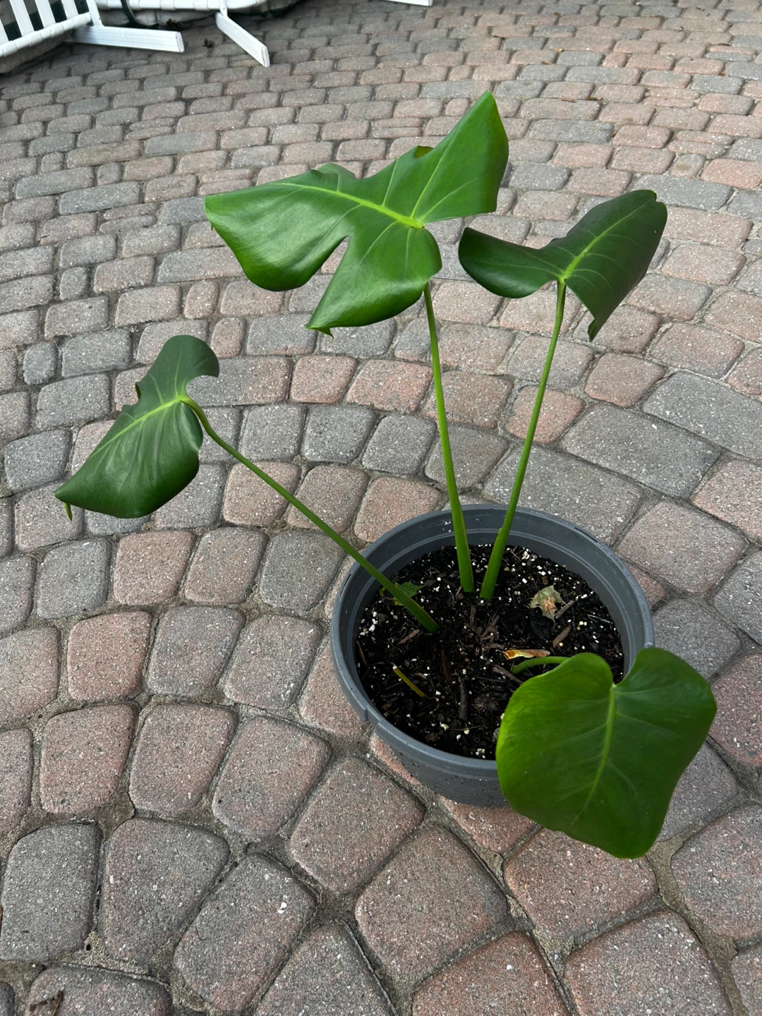Monstera Deliciosa Plant