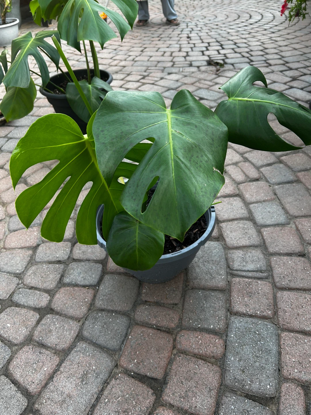 Monstera Deliciosa Plant - photo 2