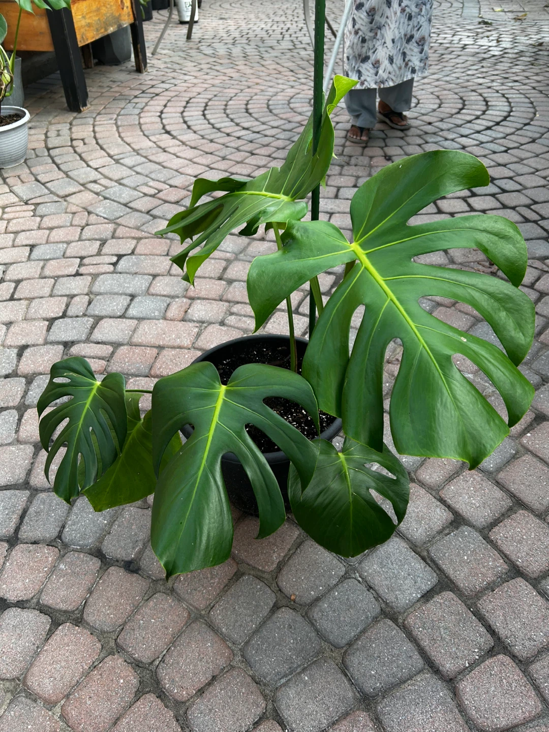 Monstera Deliciosa Plant - photo 3