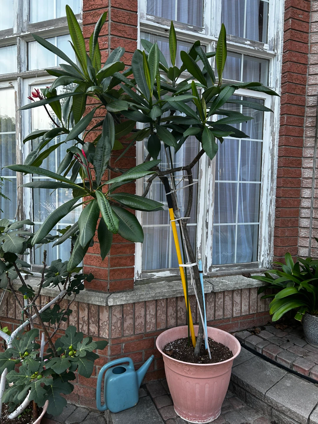 Large Potted Plumeria Plant