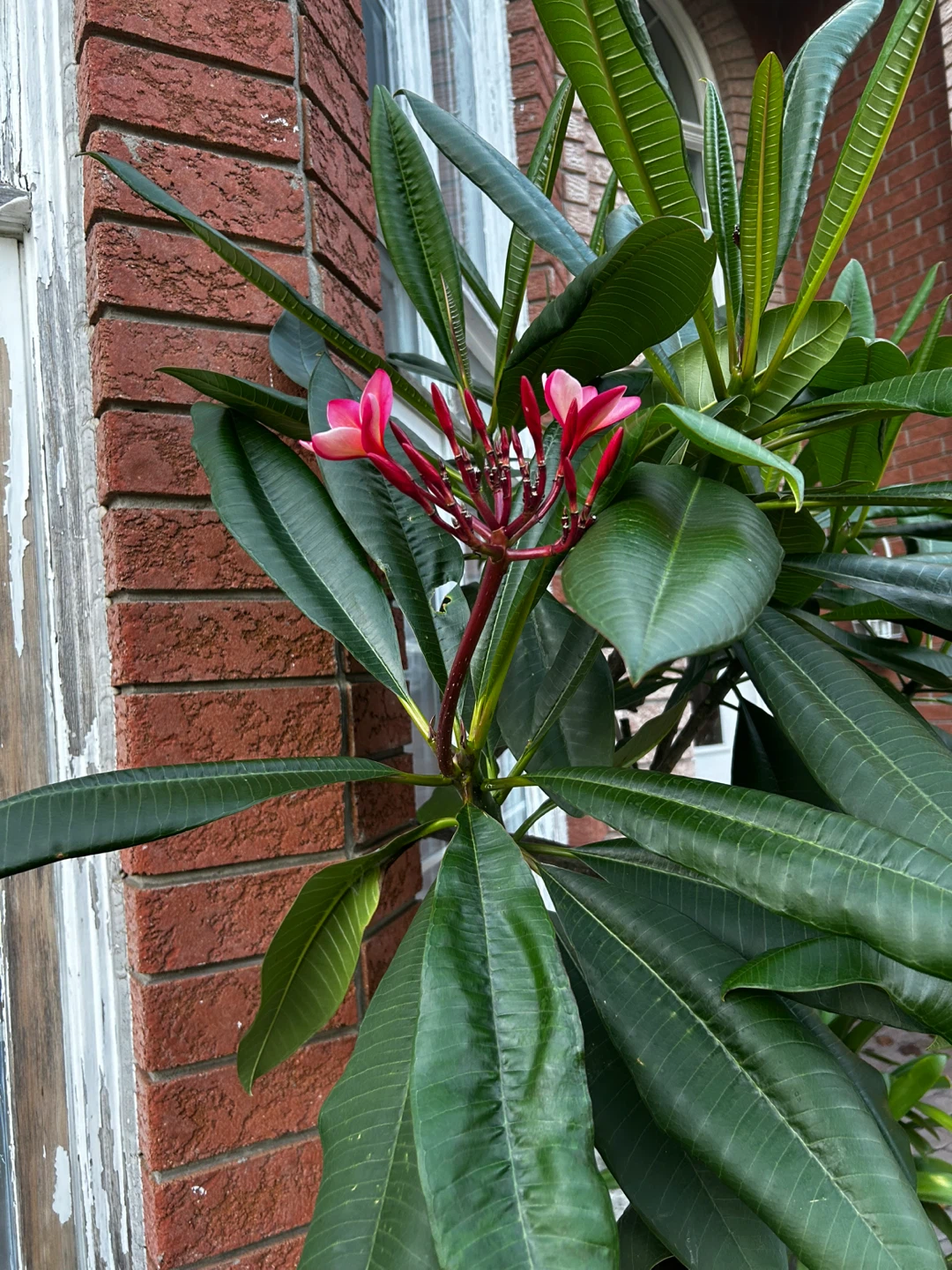 Large Potted Plumeria Plant - photo 2