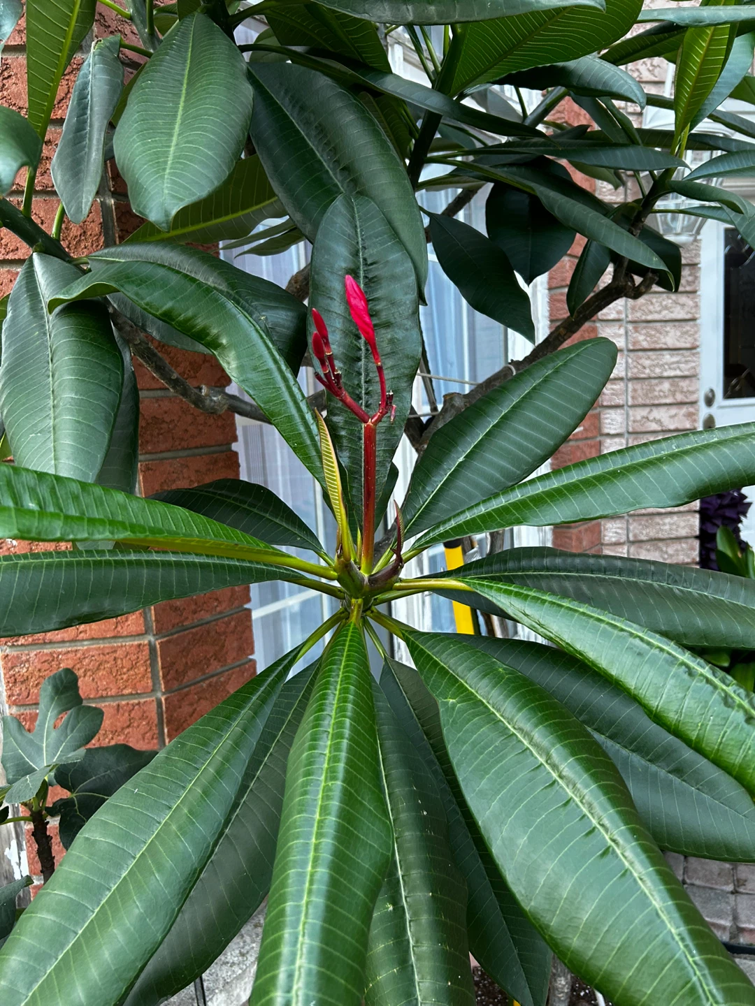 Large Potted Plumeria Plant - photo 3