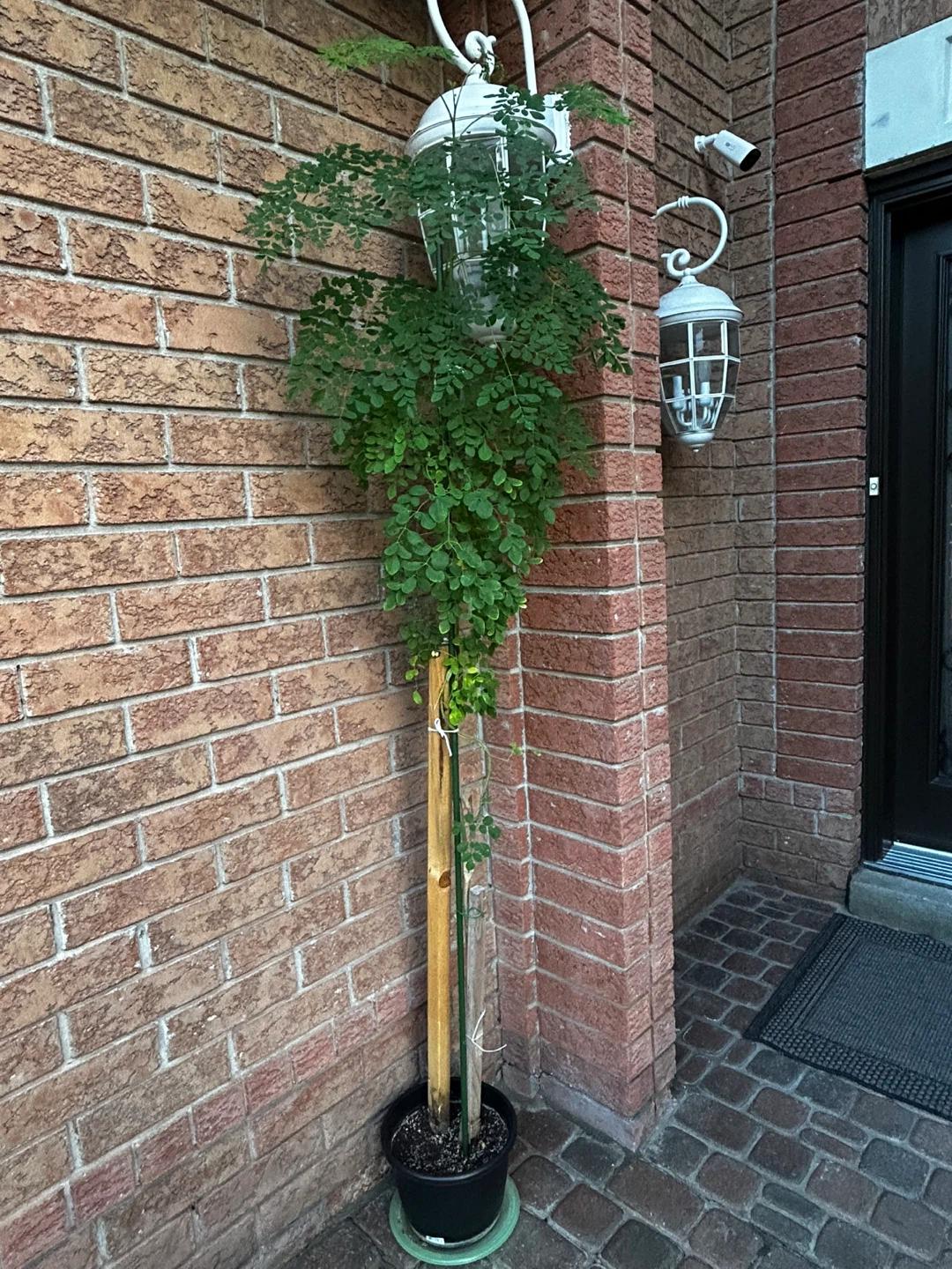Moringa Oleifera Potted Plant