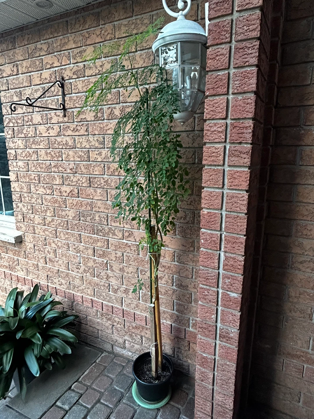 Moringa Oleifera Potted Plant - photo 2