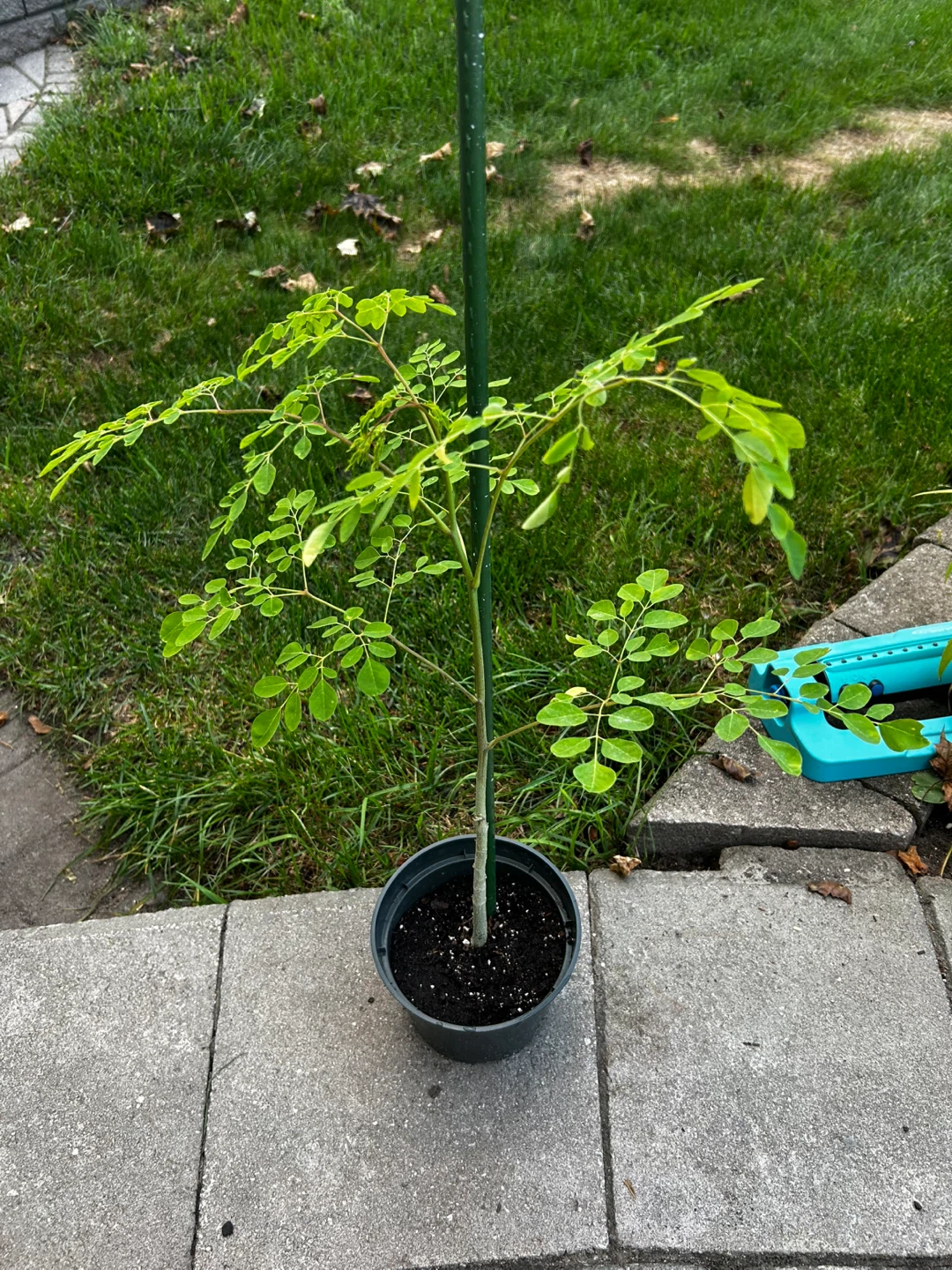 Moringa Oleifera Potted Plant - photo 3