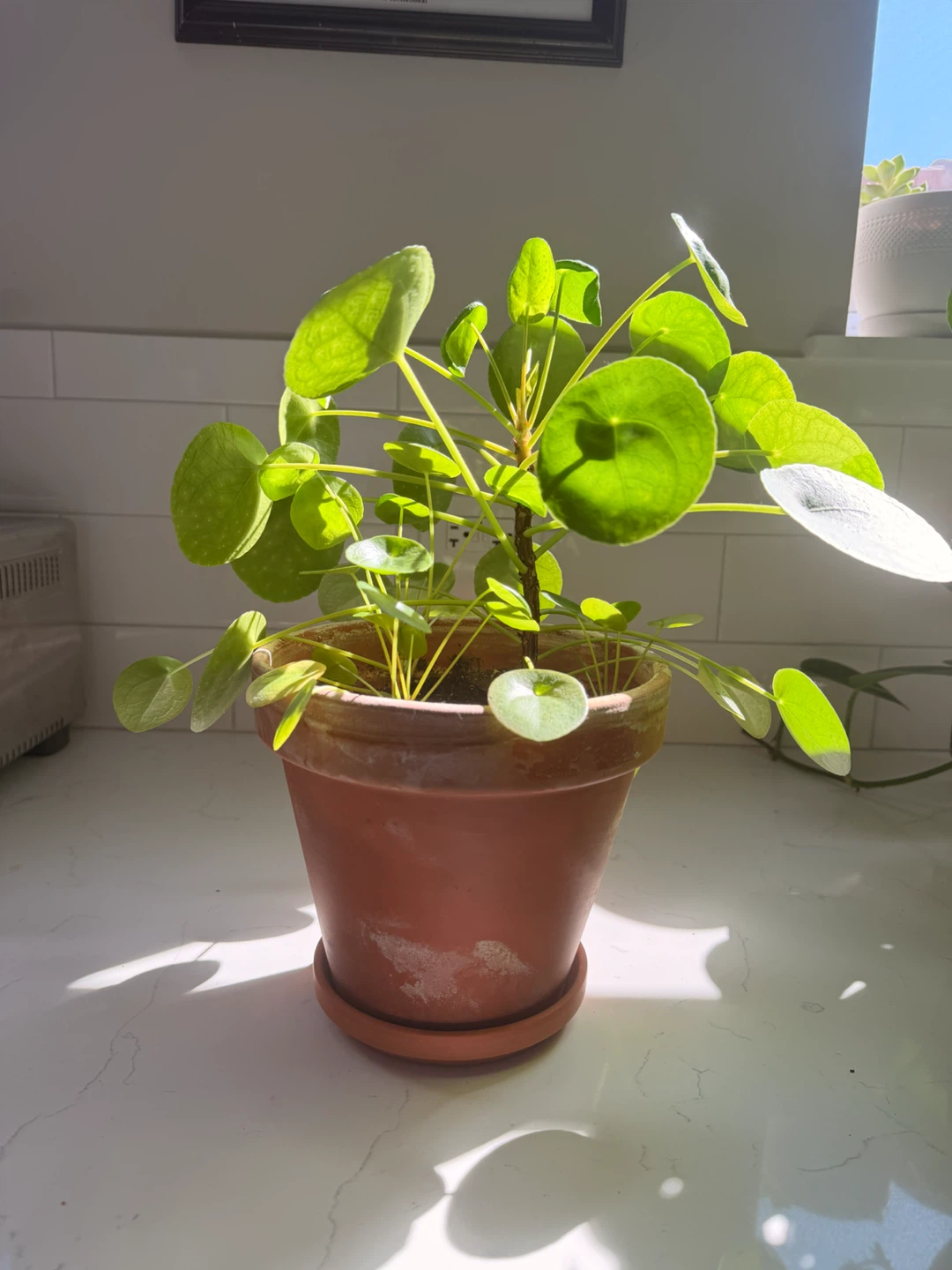 Pilea Peperomioides Plant