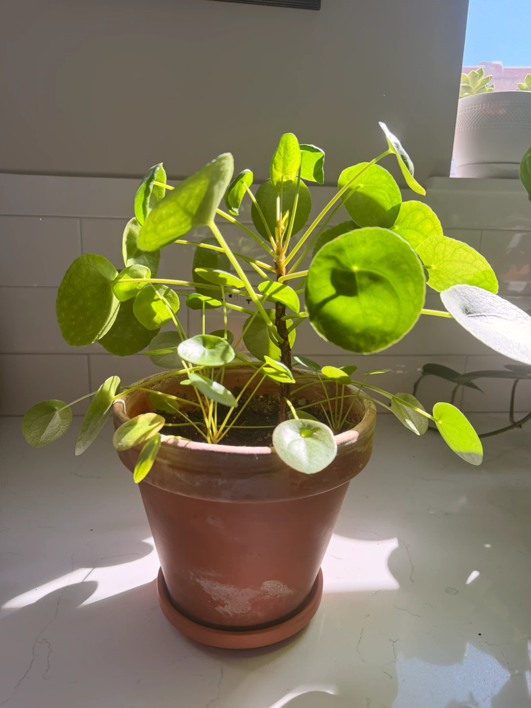 Pilea Peperomioides Plant - photo 5