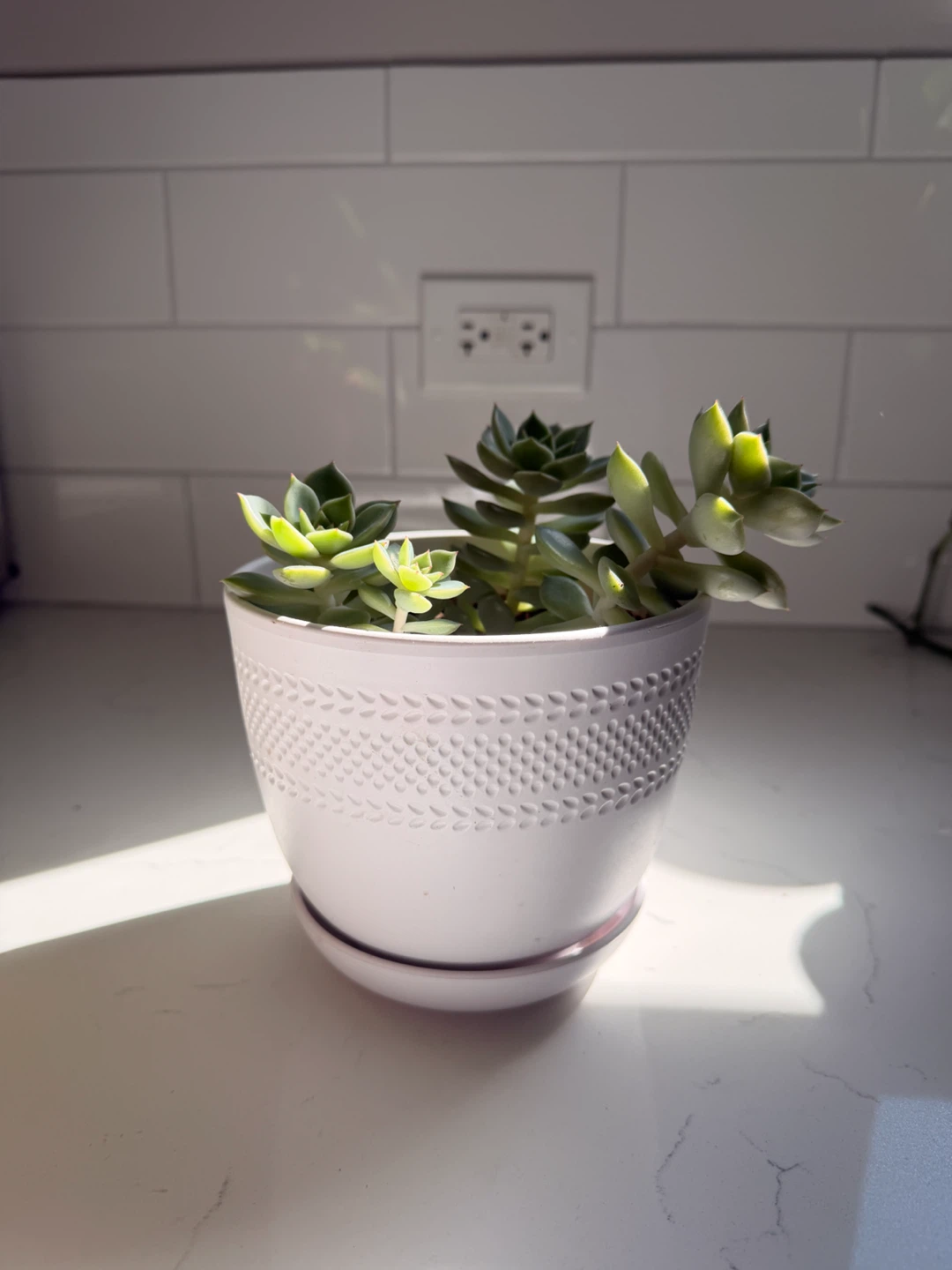 Potted Succulent Plant