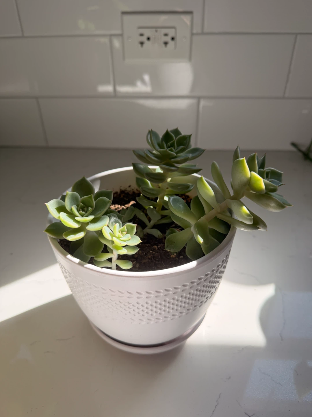 Potted Succulent Plant - photo 2