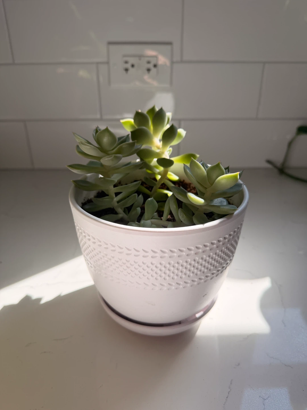 Potted Succulent Plant - photo 3
