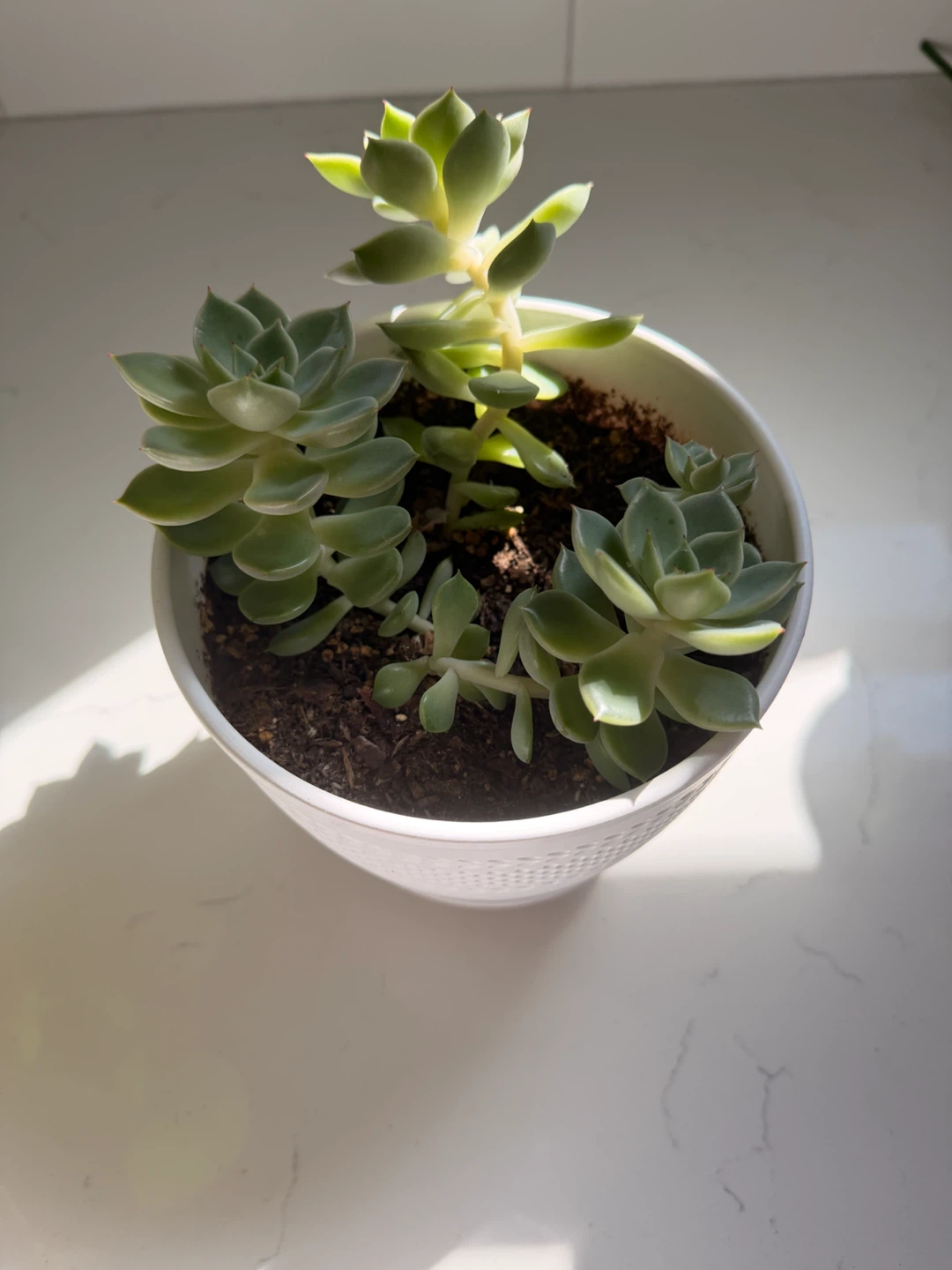 Potted Succulent Plant - photo 4