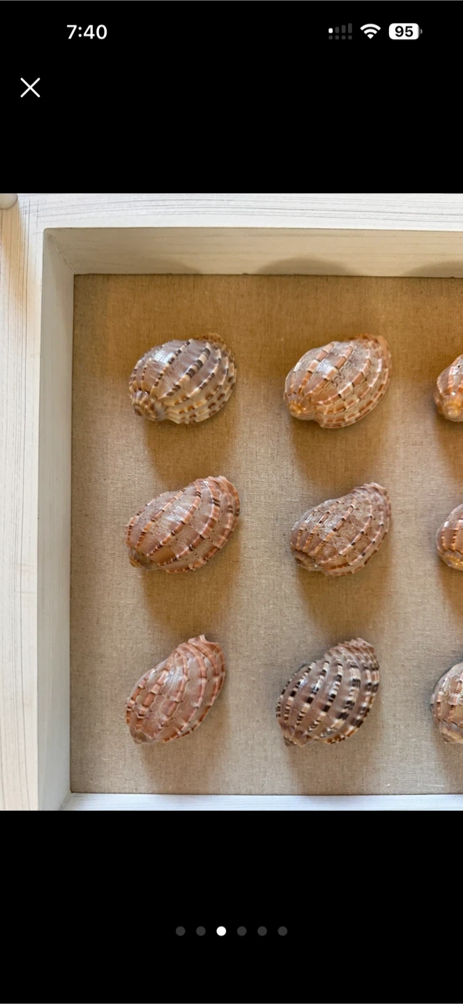 Decorative Shell Display Frame - photo 3