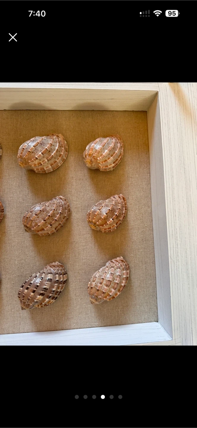 Decorative Shell Display Frame - photo 4