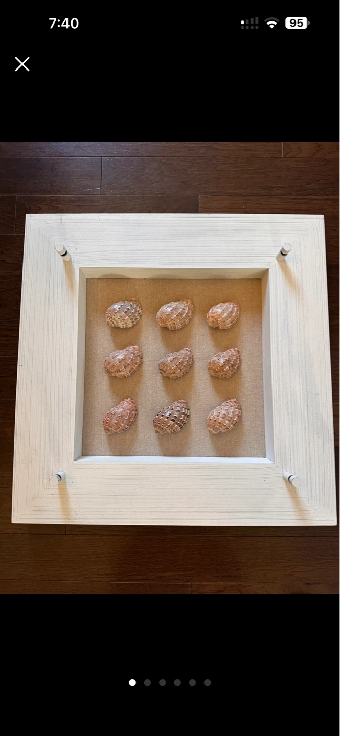 Decorative Shell Display Frame