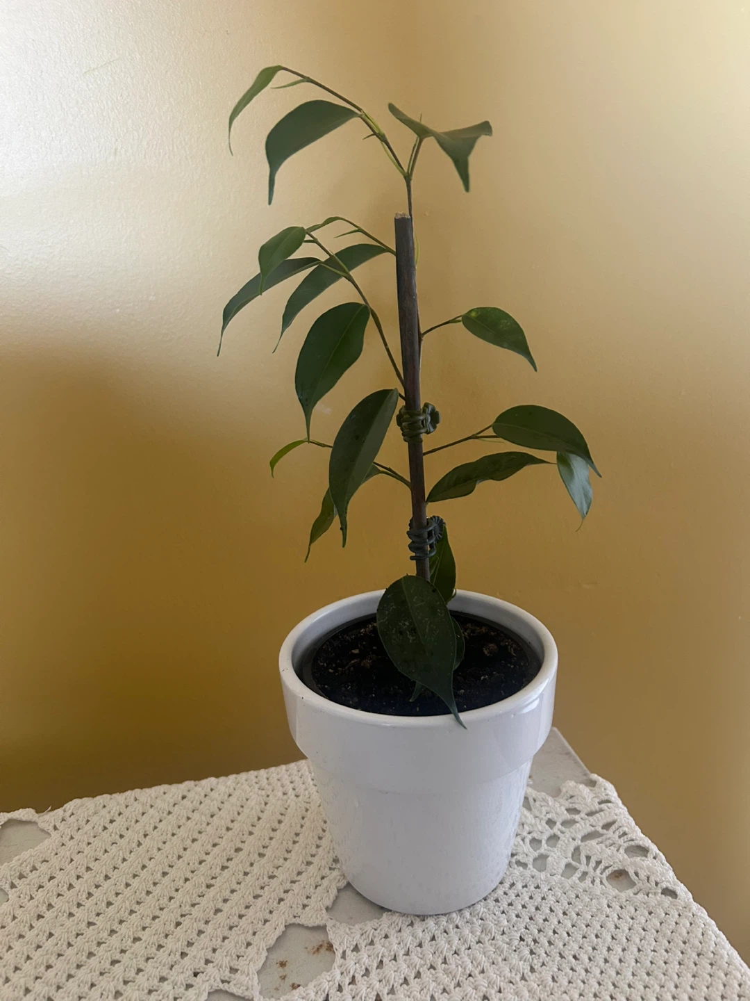 Ficus Benjamina Houseplant in White Pot