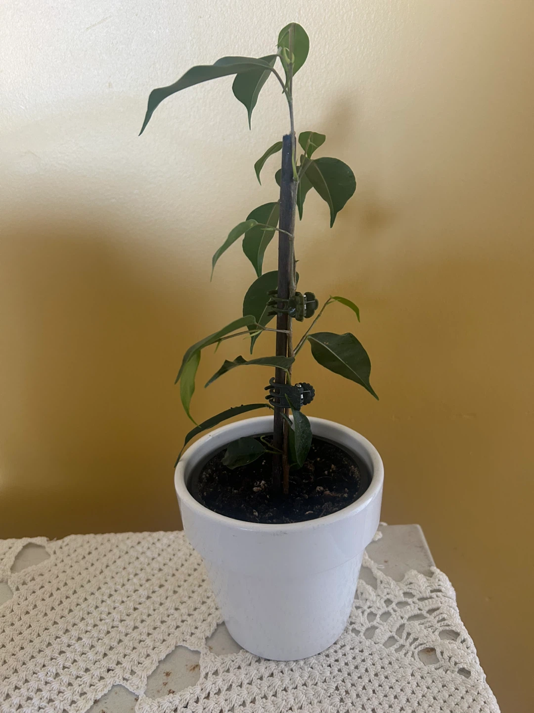 Ficus Benjamina Houseplant in White Pot - photo 2