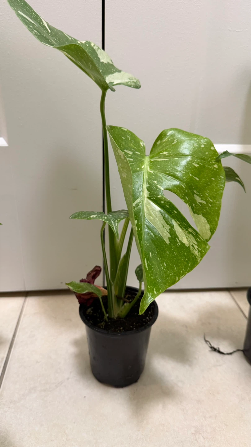 Monstera Thai Constellation