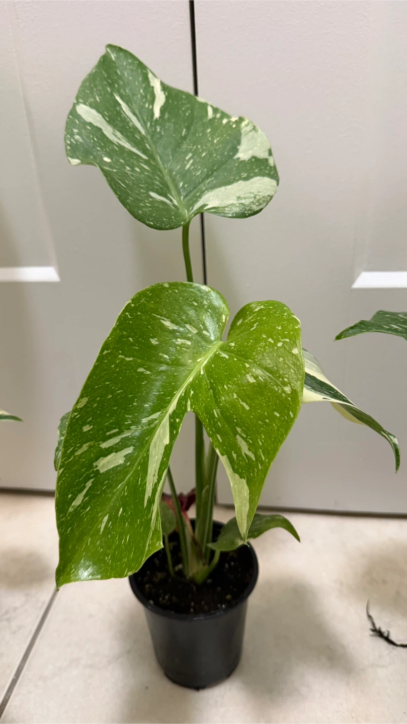 Monstera Thai Constellation - photo 2