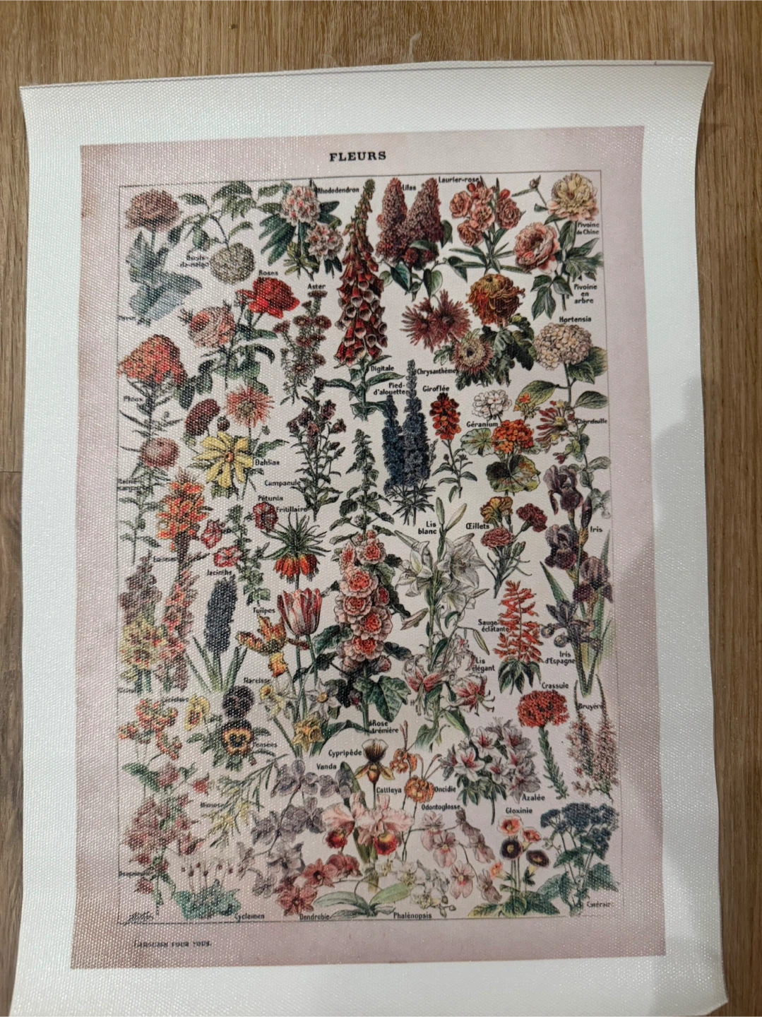 Vintage Botanical Flower Print Poster