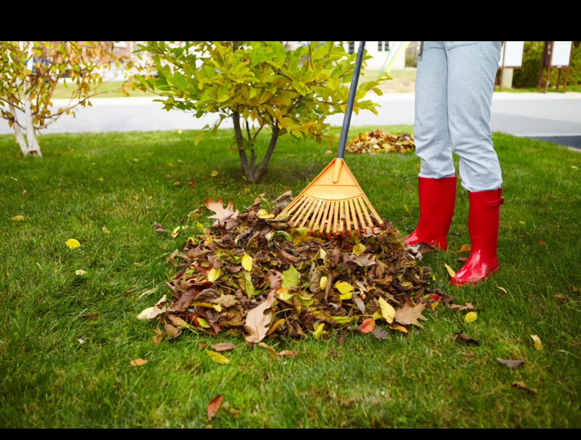 Leaf raking service