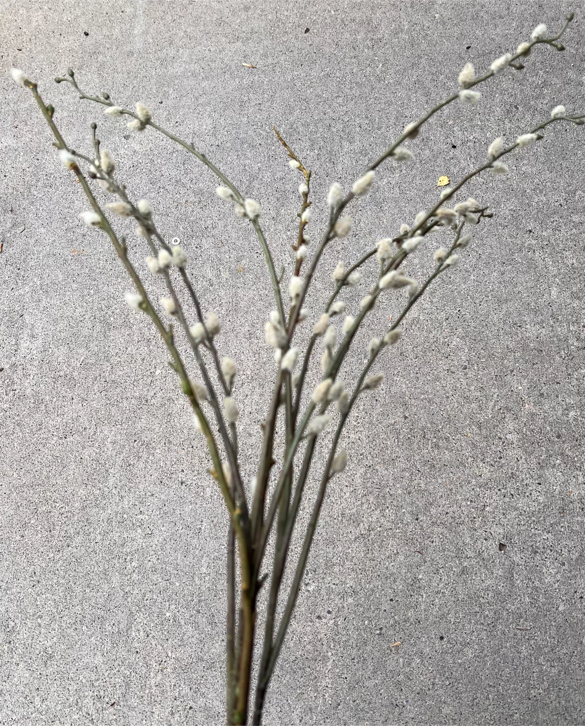 Natural Looking Pussy Willow Branches