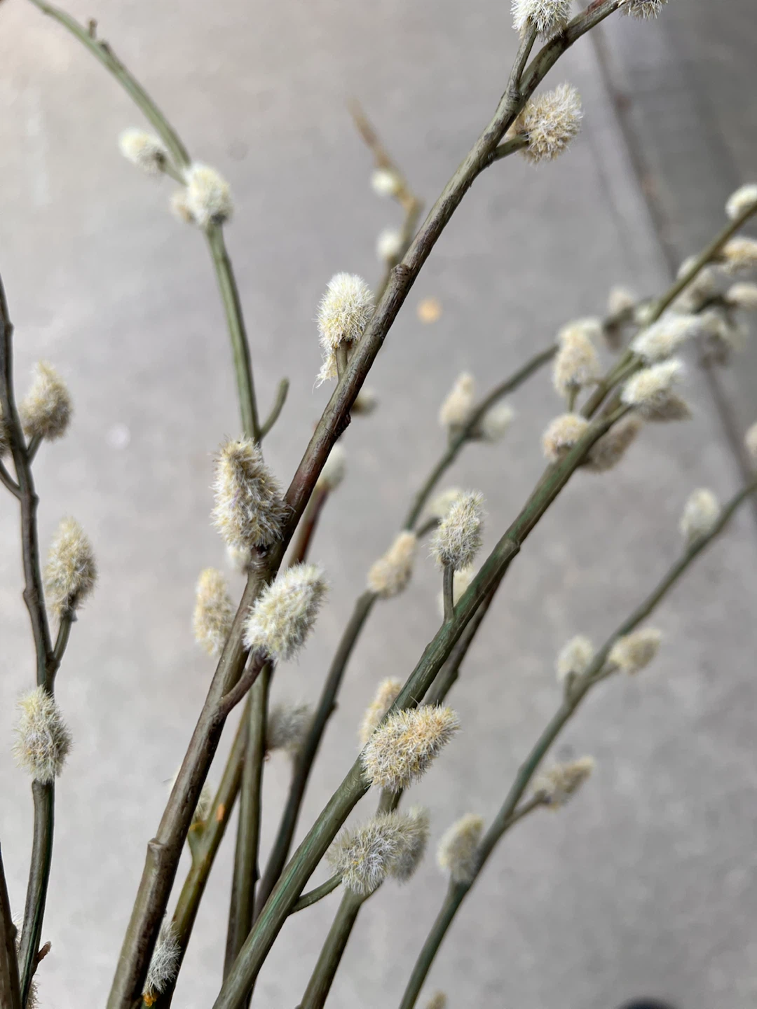 Natural Looking Pussy Willow Branches - photo 2