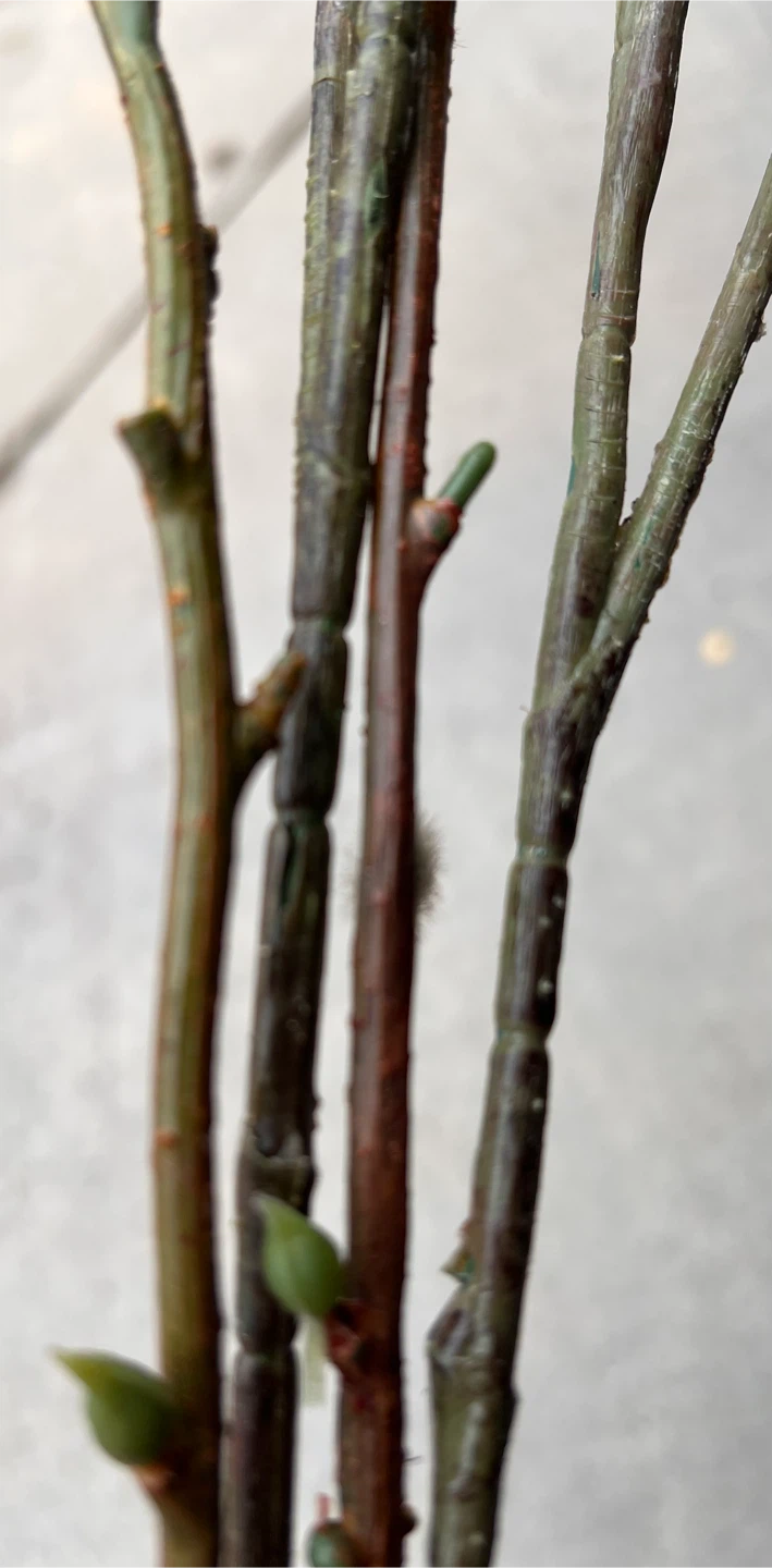 Natural Looking Pussy Willow Branches - photo 3