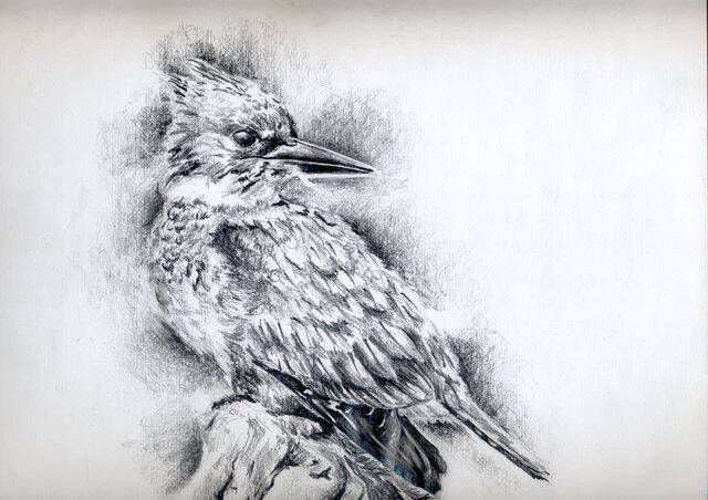 *Local Artist* Pencil Illustration of Pets (+ more) Commissions
