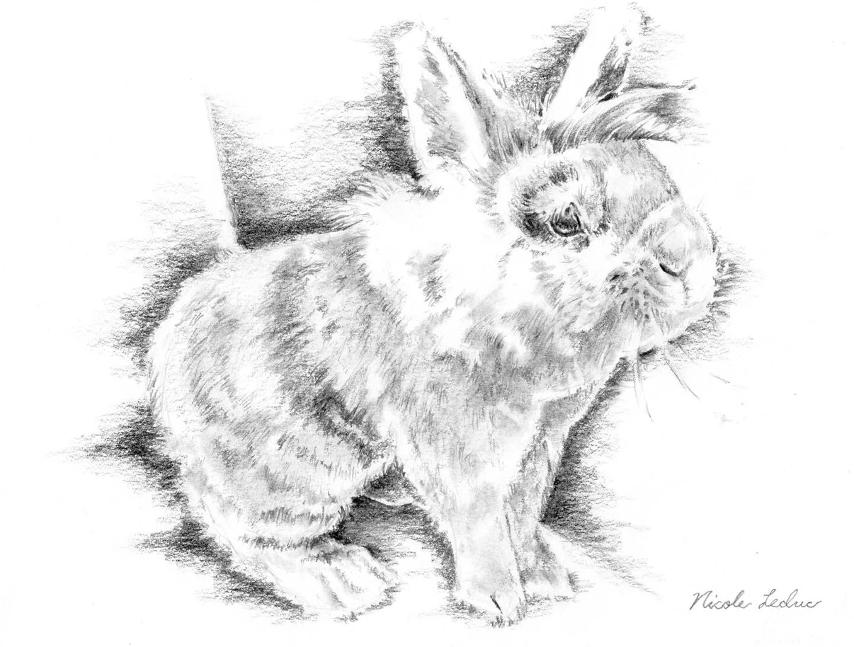 *Local Artist* Pencil Illustration of Pets (+ more) Commissions - photo 3