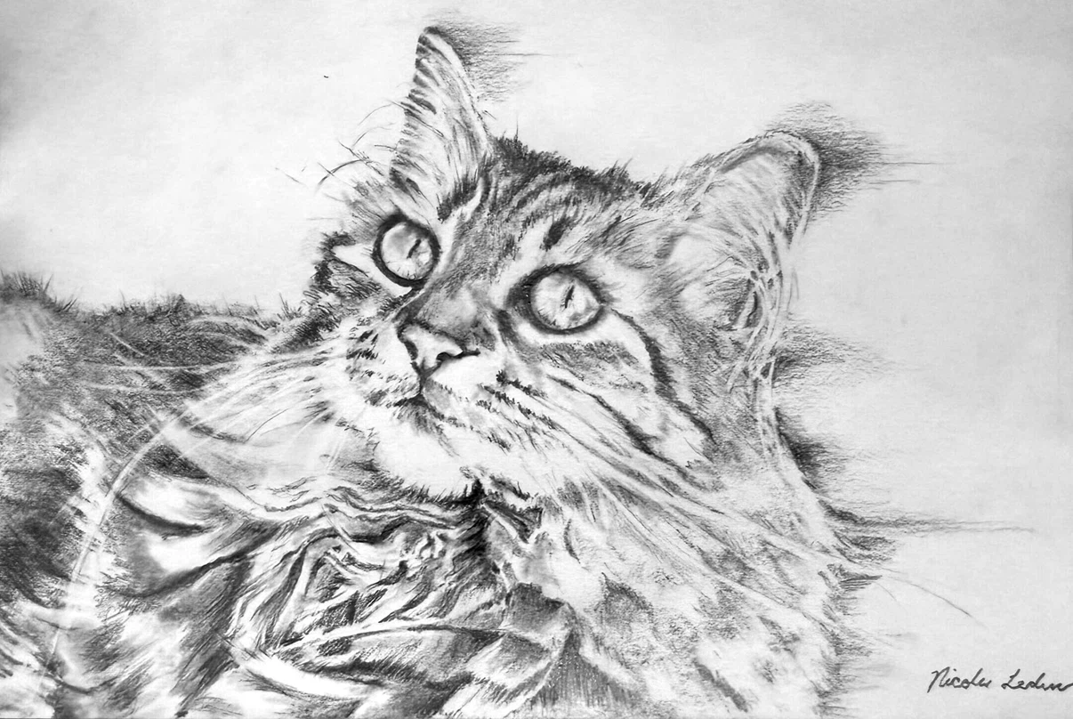 *Local Artist* Pencil Illustration of Pets (+ more) Commissions - photo 4