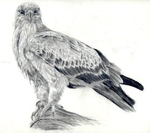 *Local Artist* Pencil Illustration of Pets (+ more) Commissions - photo 5