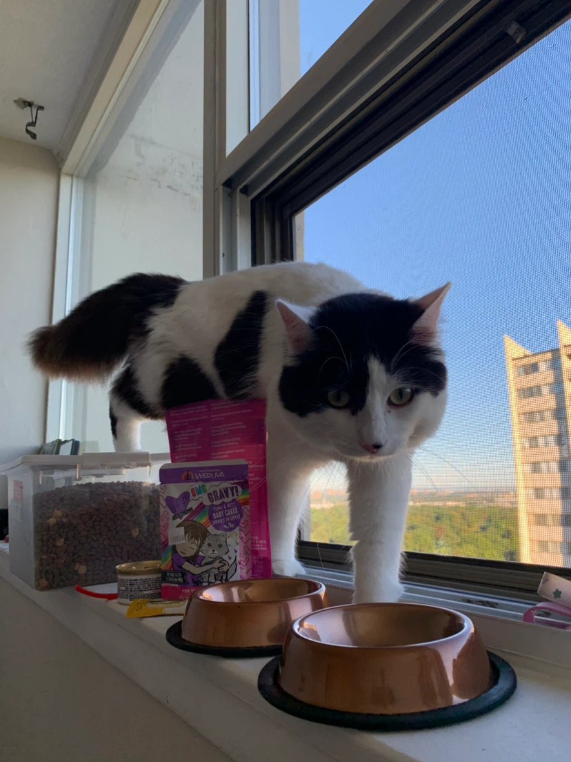 local kitty sitter ฅ^•ﻌ•^ฅ