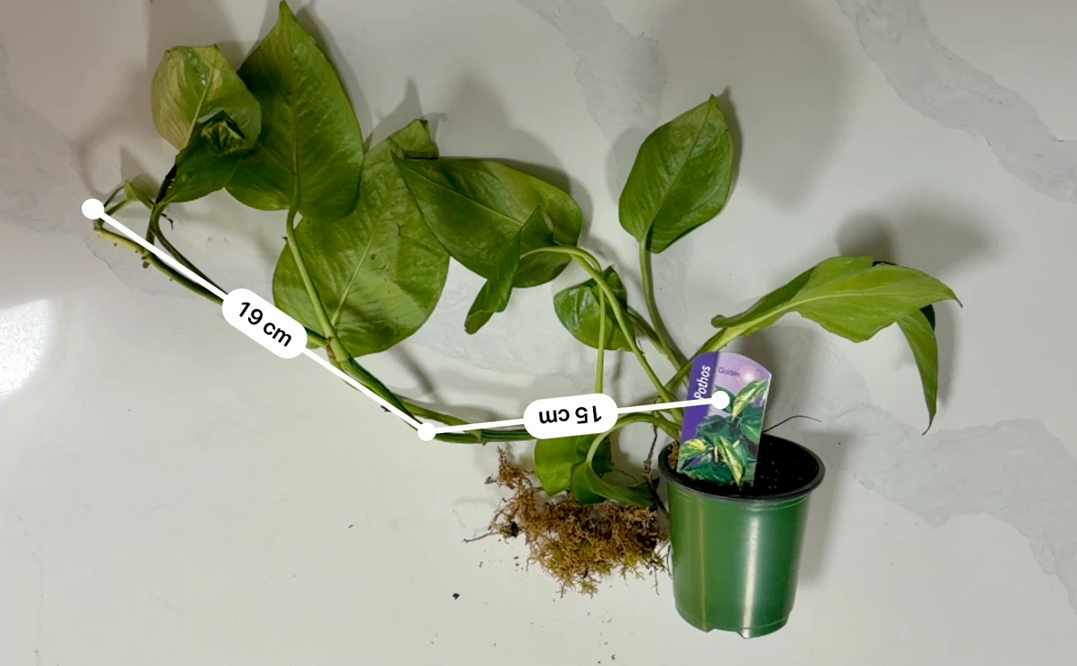 Pothos Golden Live Plant