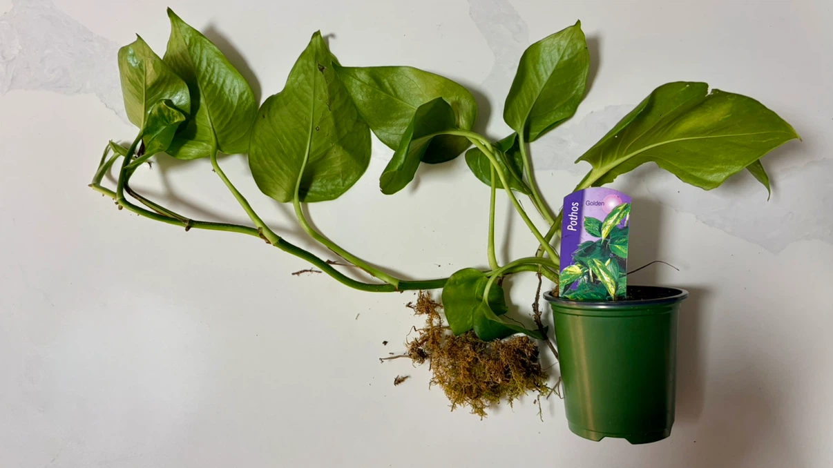 Pothos Golden Live Plant - photo 2