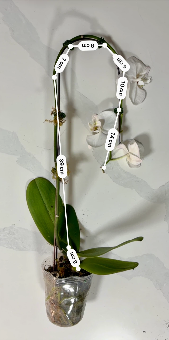 White Phalaenopsis Orchid Plant