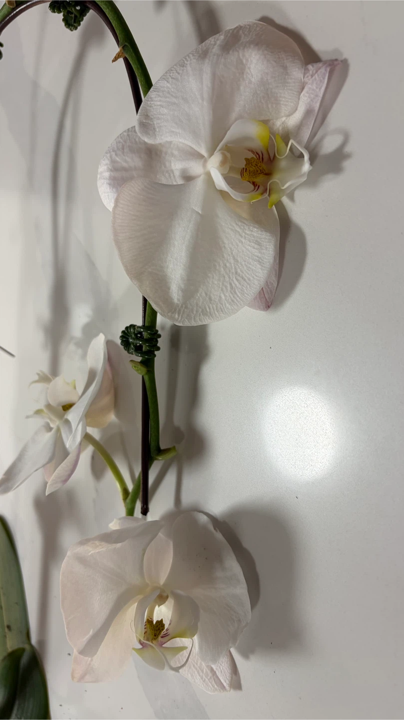 White Phalaenopsis Orchid Plant - photo 2