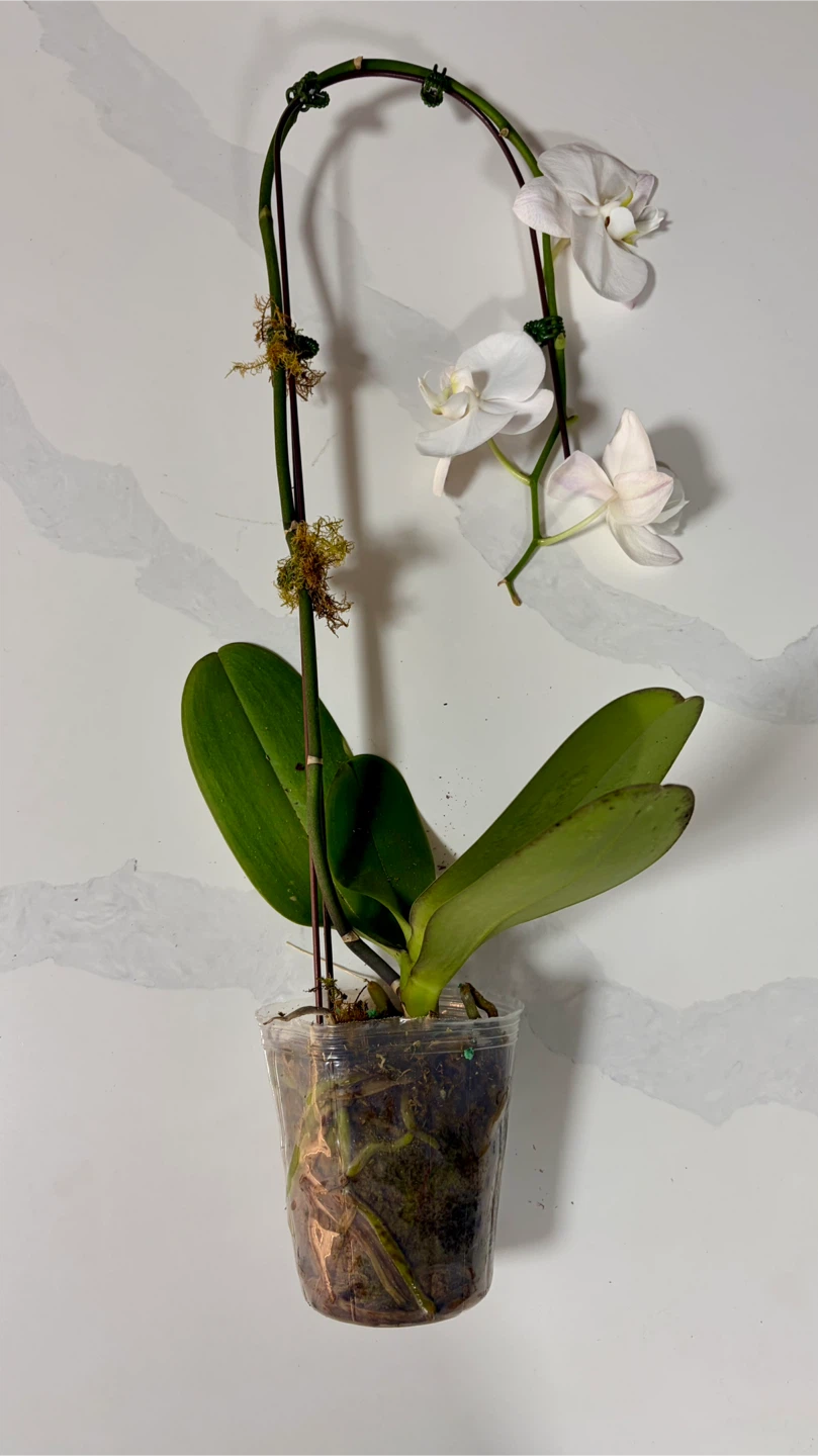 White Phalaenopsis Orchid Plant - photo 3