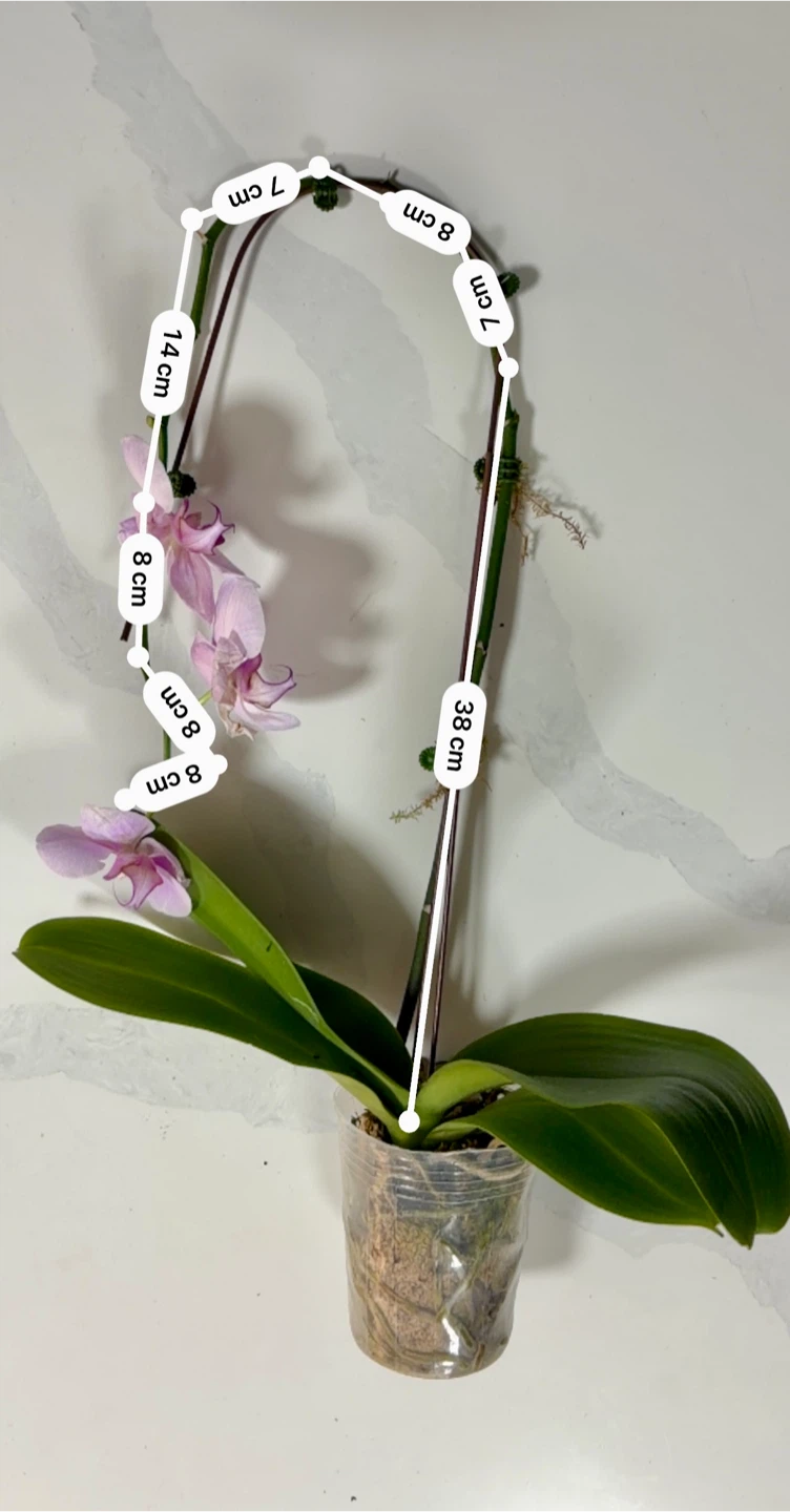 Phalaenopsis Orchid Plant - Pink Flowers