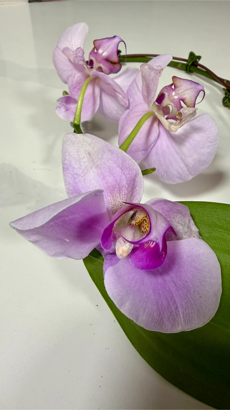 Phalaenopsis Orchid Plant - Pink Flowers - photo 2