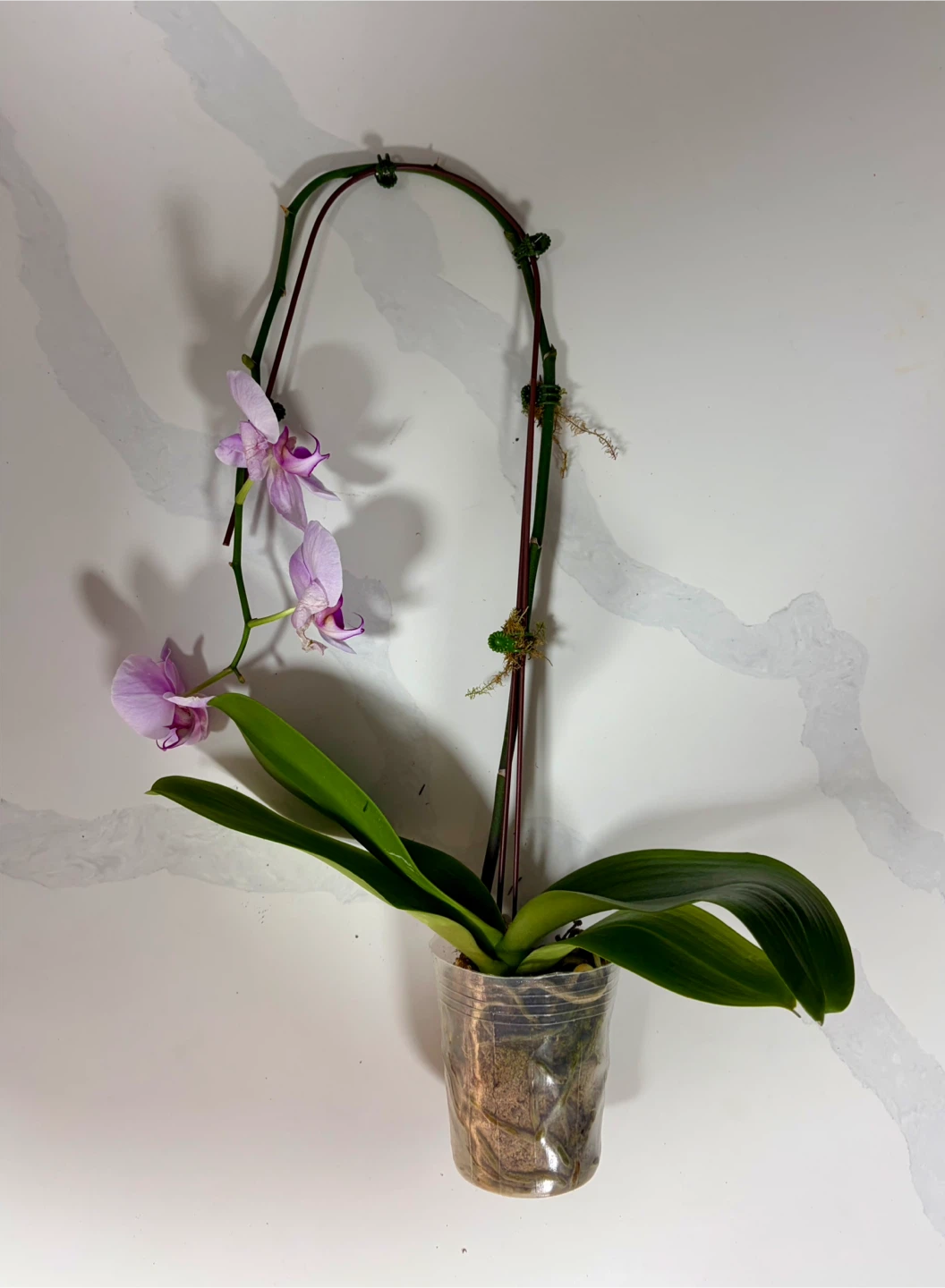 Phalaenopsis Orchid Plant - Pink Flowers - photo 3