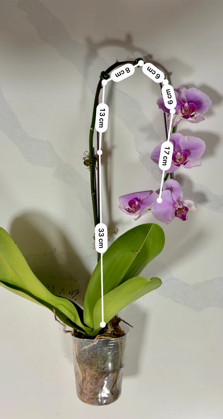 Purple Orchid Plant