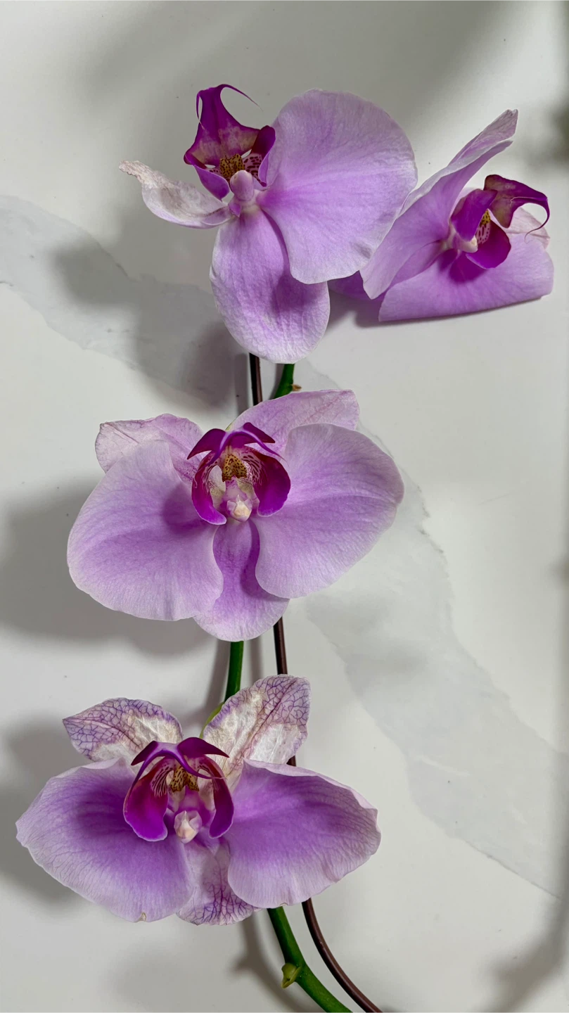 Purple Orchid Plant - photo 2